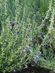 antirrhinum nuttallianum